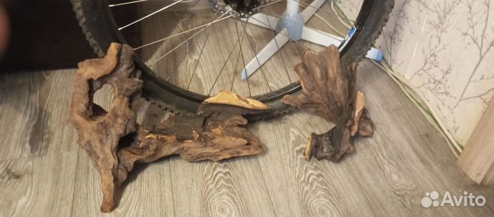 Коряга мангровая