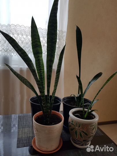 Сансевиерия трехполосая и колеус