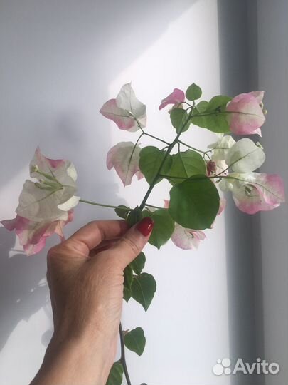 Chitra бугенвиллея