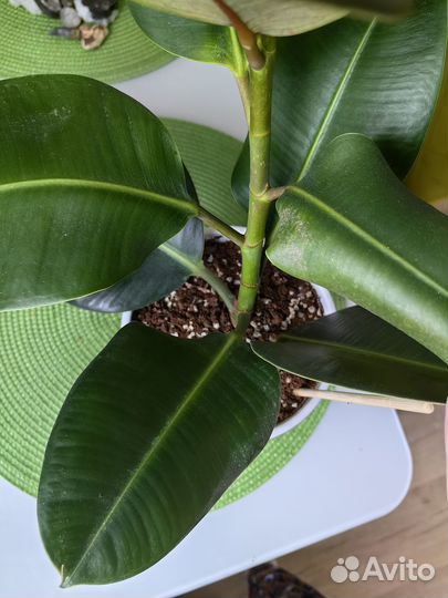 Фикус каучуконосный