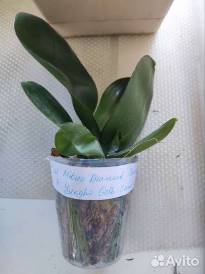 Орхидея фал. Mituo Diamond Canary x Yungho gelb