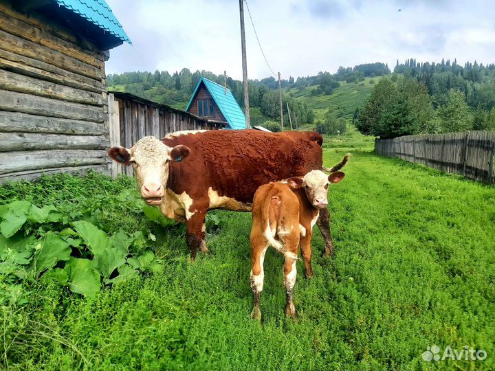 Бык и Корова и теленок