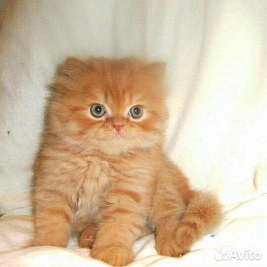 Шотландские котята