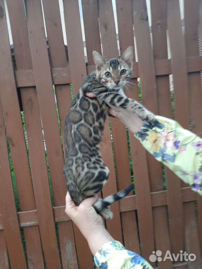 Бенгальские котята