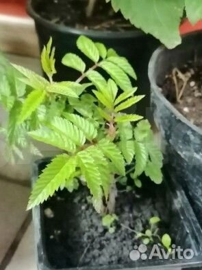 Саженцы Малины Земляничной/Тибетской