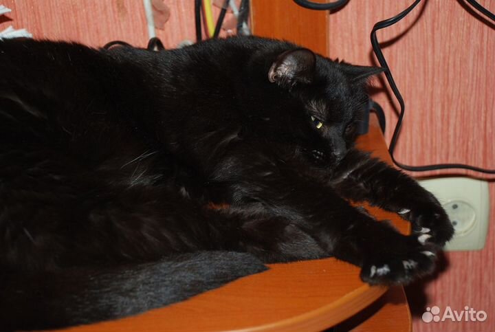 Киса в заботливые руки