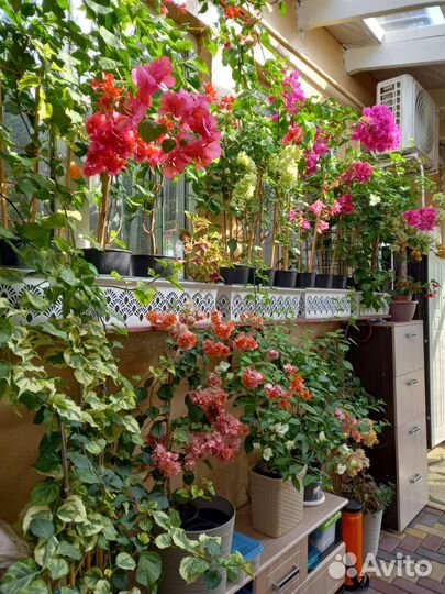 Бугенвиллия