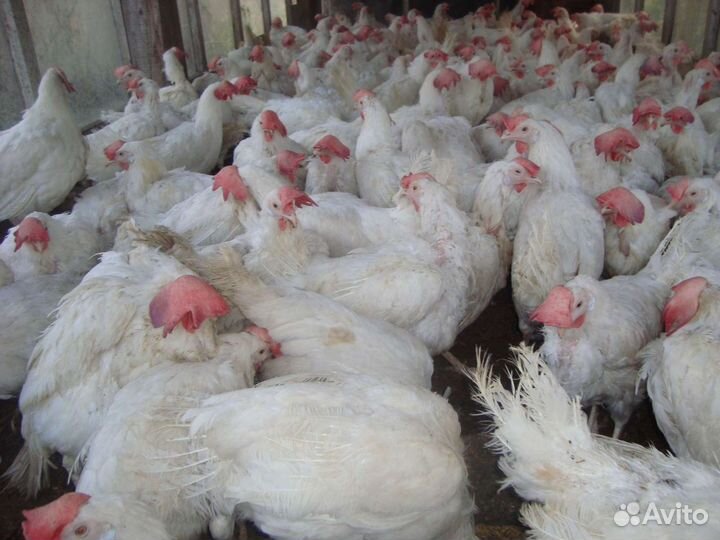 Куры несушки