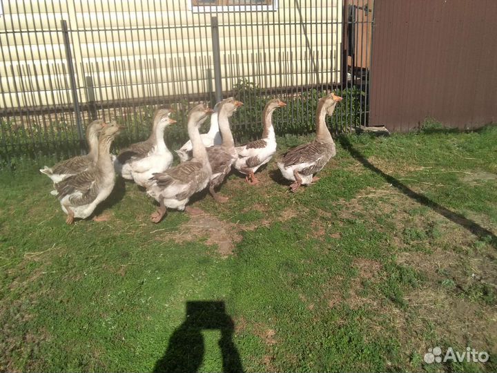 Гуси домашние на племя