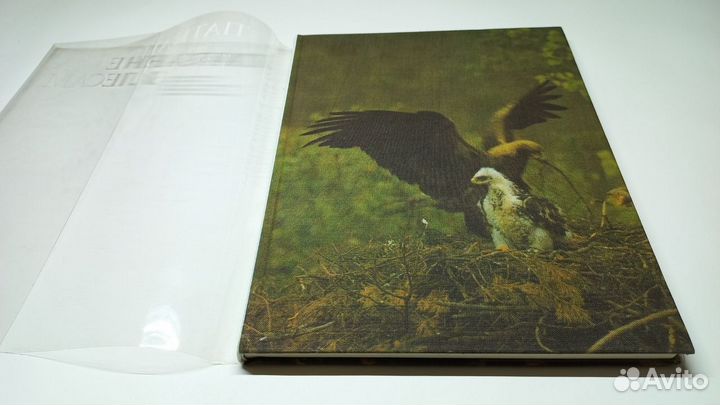 Спатканне з лесам (Свидание с лесом). В. Алешка