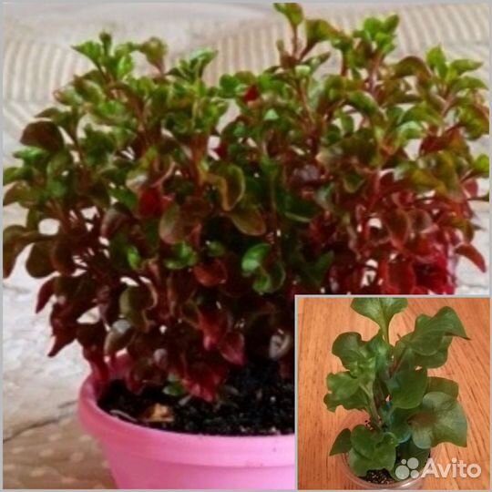 Цветы разные