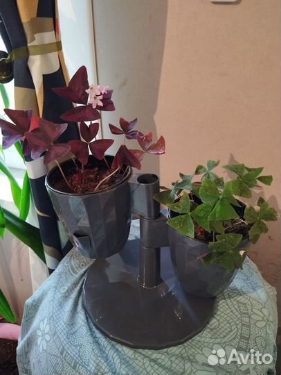 Кислица оксалис