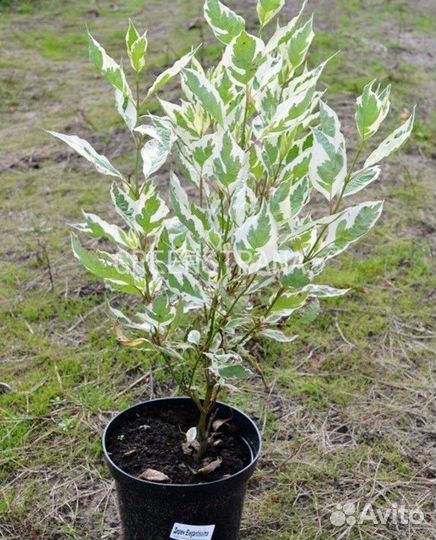 Дерен белый Elegantissima/80-90 см