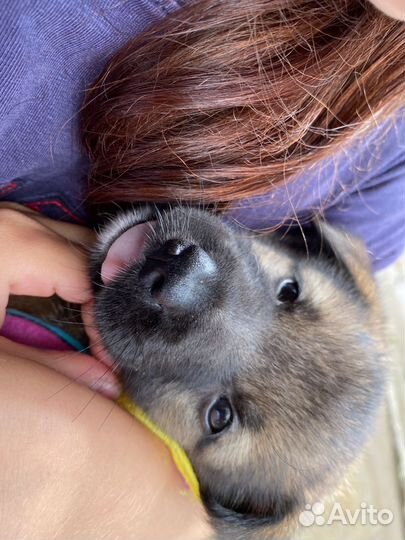 Щенок в добрые руки