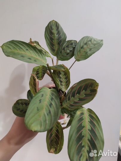 Комнатные растения цветы