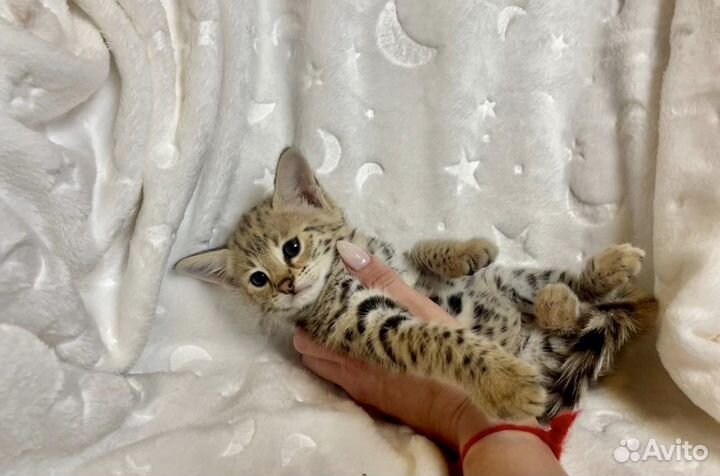 Кошка саванна ф1