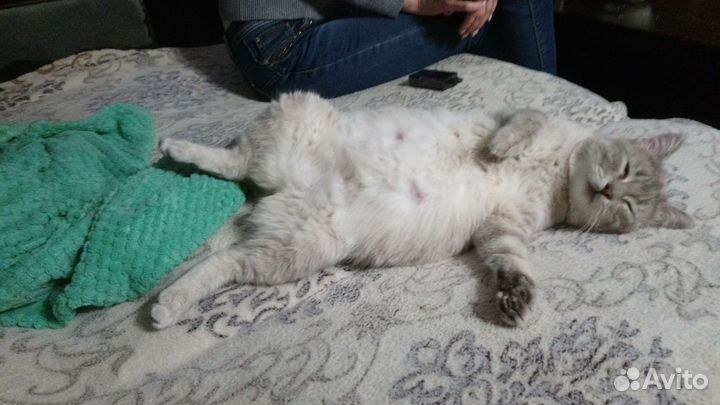 Русская голубая