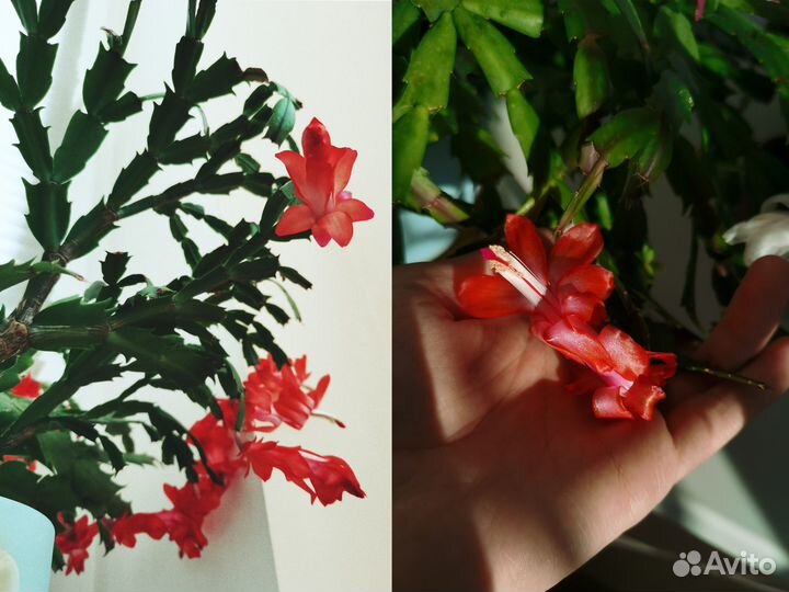 Декабрист красный