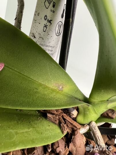 Орхидея фаленопсис бабочка