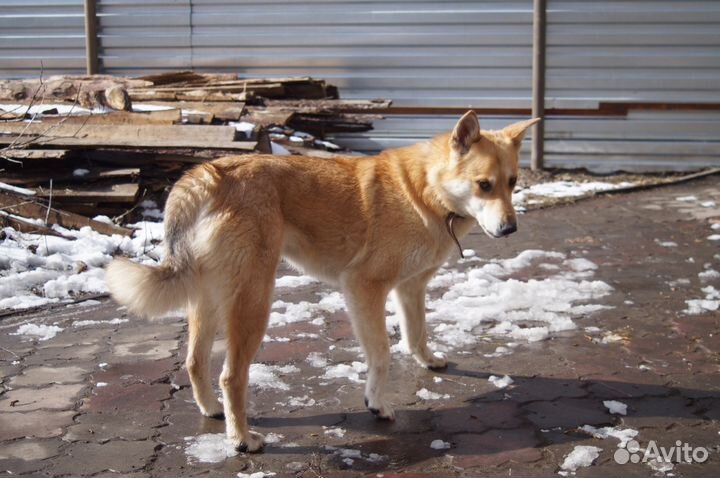 Собака Поля