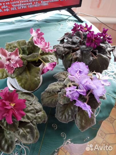 Сортовые фиалки цветущие