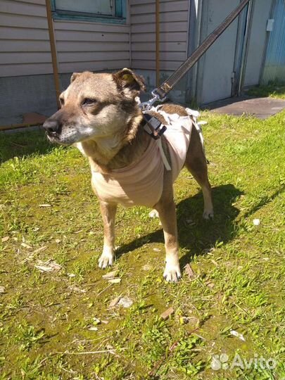 Собака Манечка