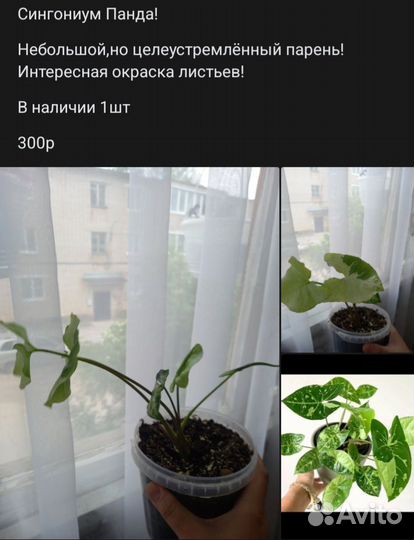 Сингониум