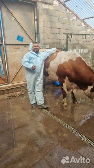 Овцы и бараны