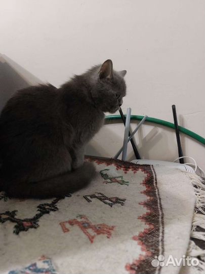 Британская кошка в добрые руки