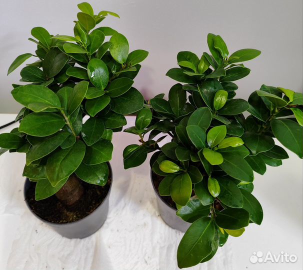 Фикус гинсенг