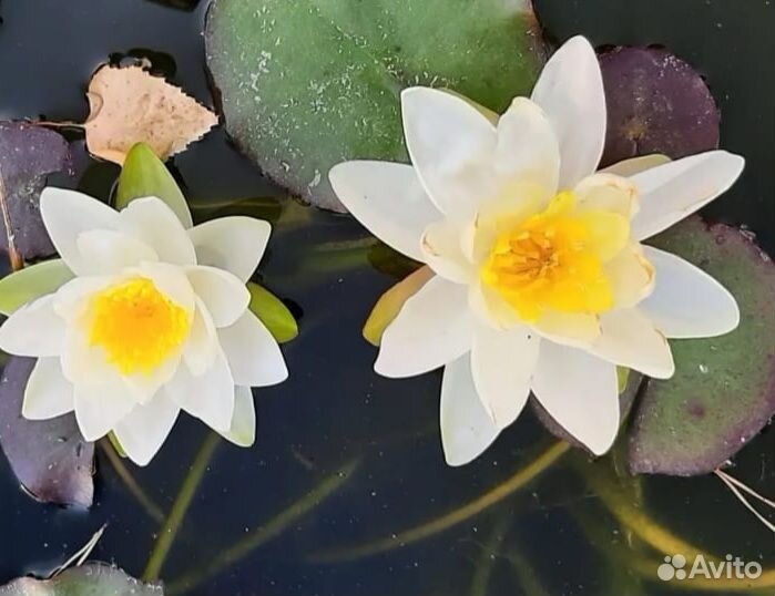 Кувшинка (нимфея)