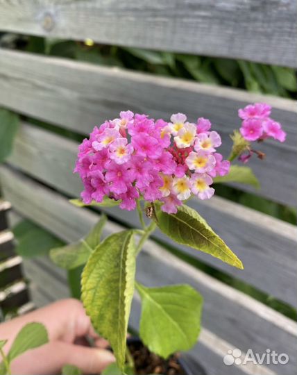 Лантана, экзотическое комнатное растение