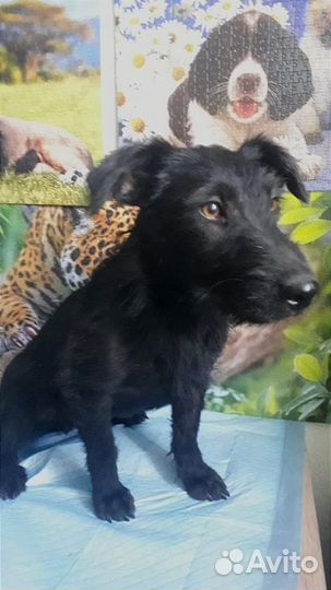 Милейшая собачка ищет дом