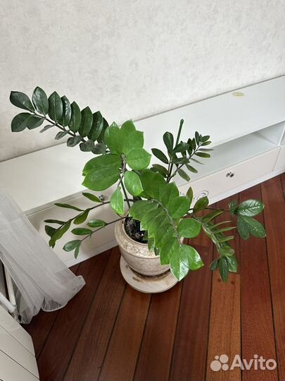 Замиокулькас 105 см