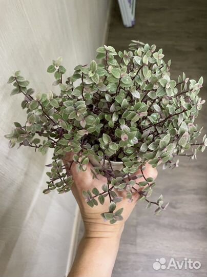 Каллизия розовая пантера