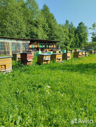 Улей для пчел бу