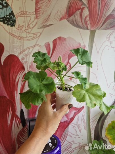 Пеларгония сортовая