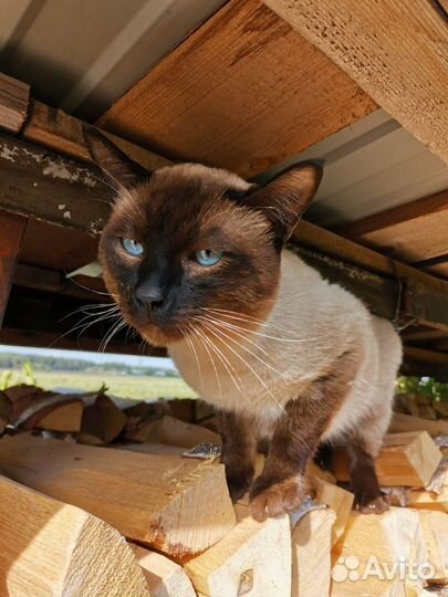 Сиамский котик