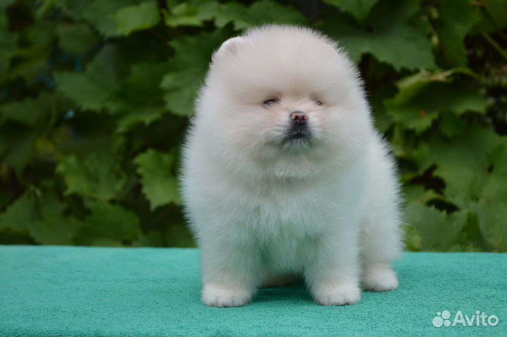 Померанский шпиц