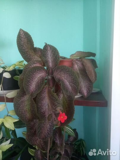 Клеродендрум эписции