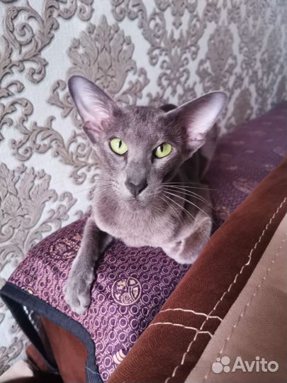 Ориентальные котята