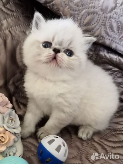 Экзотические котята