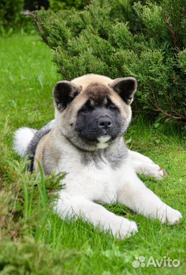 Щенки американской акиты