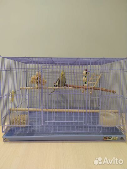 Попугай корелла девочка