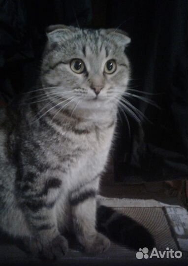 Кот котик вислоухий 8месяцев