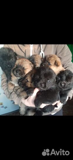 Щенки чау-чау