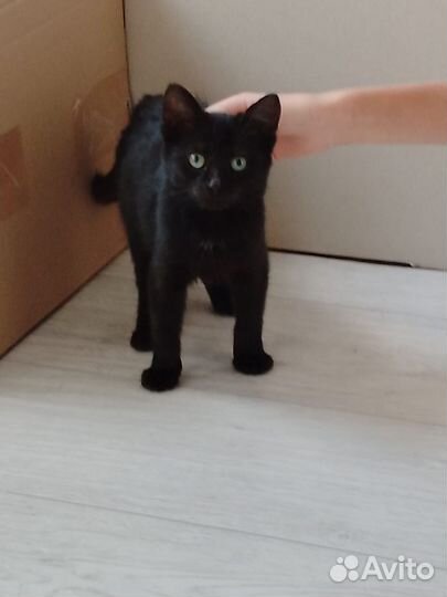 Кошка в дар бесплатно