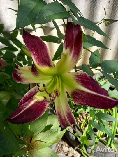 Лилия, лилейники