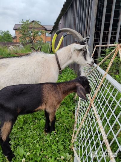 Коза дойная альпийская