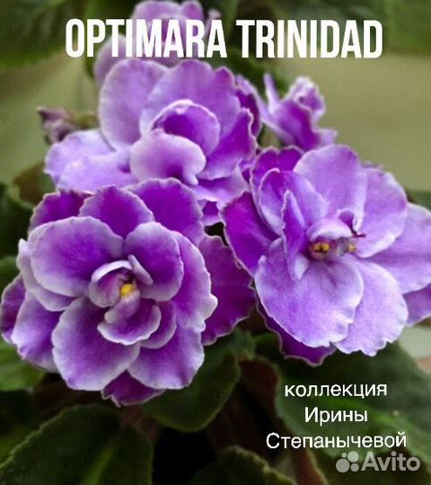 Фиалки лист